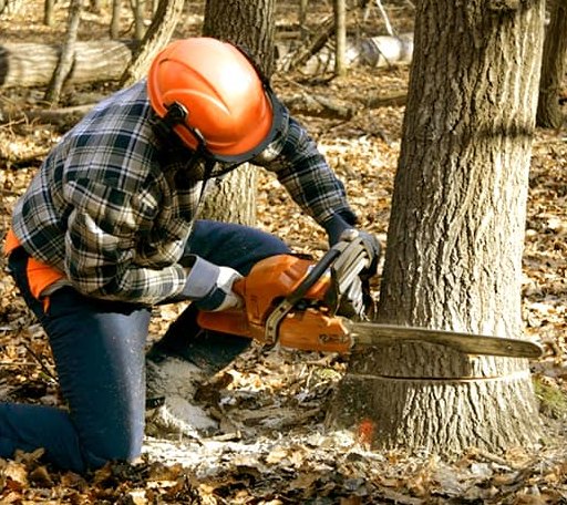 Tree Removal in Munden, KS